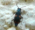 Gebänderter Warzenkäfer · Anthocomus fasciatus kl.