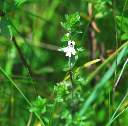 Großer Augentrost (Euphrasia officinalis ssp. rostkoviana  Urlaub 2009 Nikon Wasserkuppe Hohe Rhön Hessen 006