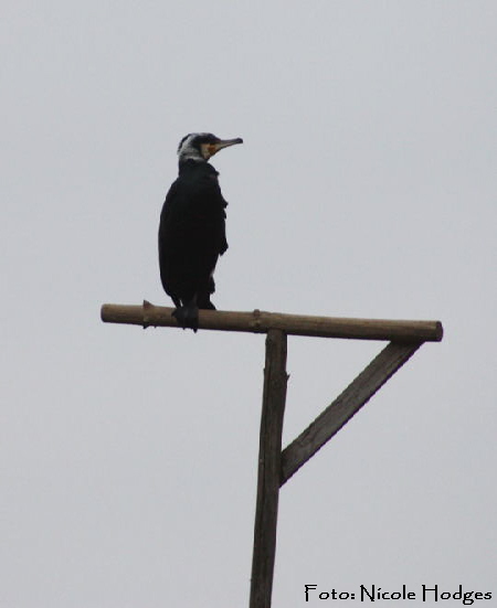 Kormoran-Januar 09-erster Graben-zw. Hüttenfeld und Hemsbach N