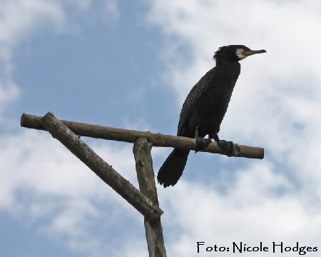 Kormoran-beim Nachdenken-ErsterGrabenHüttenfeldRichtungHemsbach-17.06.09-1-N