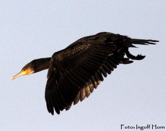 Kormoran Ingolf Jan 09 Vögel N. 069