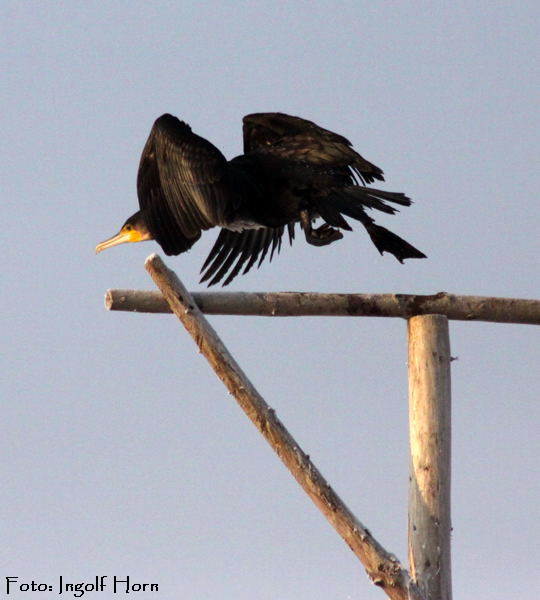 Kormoran Ingolf Jan 09 Vögel N. 068