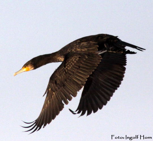 Kormoran Phalacrocorax carbo Ingolf Jan 09 Vögel N. 070