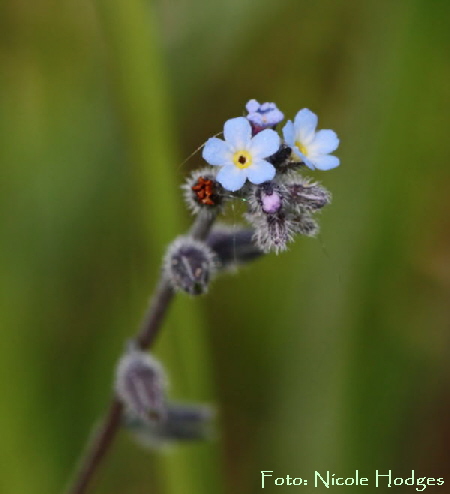 Rauhes Vergißmeinnicht (Myosotis ramosissima) -Viernheimer Wald-2_Mai09-N