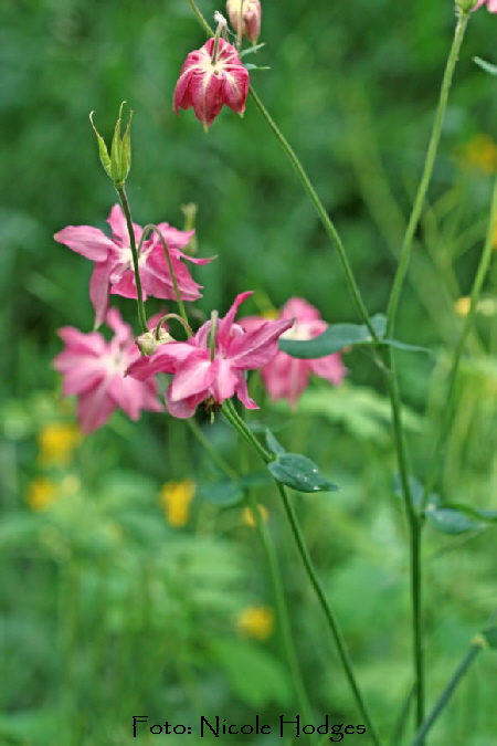 Scheinakelei Aquilegia ecalcarata-16.05.09-HttenfeldkleinesWldchenaufFeldRichtungLorsch-_N