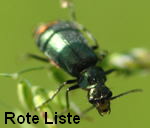 Zipfelkäfer Clanoptilus geniculatus kl.