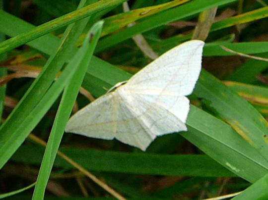 Ampferspanner- Timandra comae