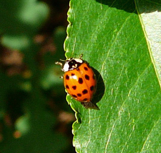 Asiatischer Marienkfer - Harmonia axyridis