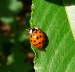 Asiatischer Marienkfer - Harmonia axyridis