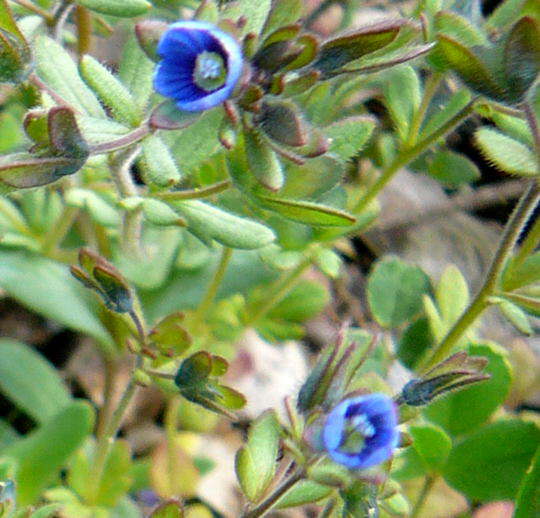 Dreiteiliger Ehrenpreis - Veronica triphyllos