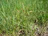 Behaarte Segge - Carex hirta