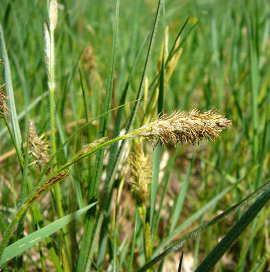 Behaarte Segge - Carex hirta