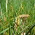 Behaarte Segge - Carex hirta