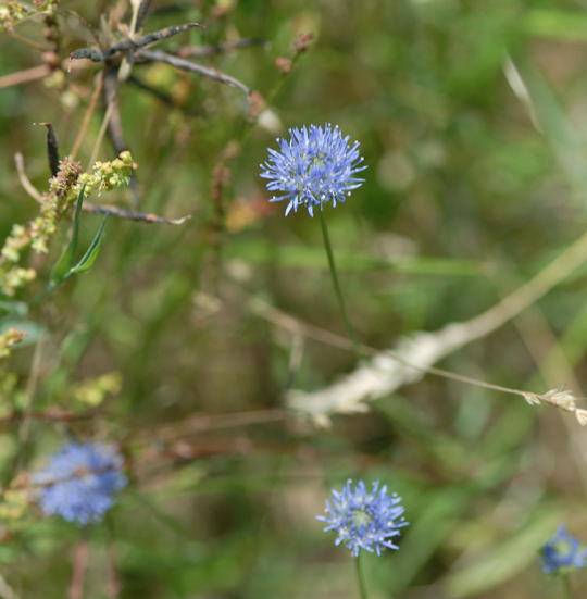Berg-Sandglöckchen (Jasione montana)