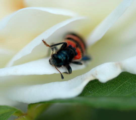 Gemeiner Bienenkfer - Trichodes apiarius