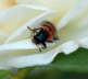 Gemeiner Bienenkfer - Trichodes apiarius