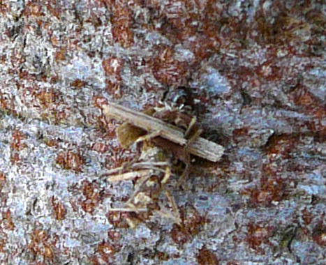 Birken-Sackträger - Proutia betulina