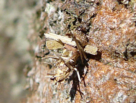 Birken-Sacktrger - Proutia betulina