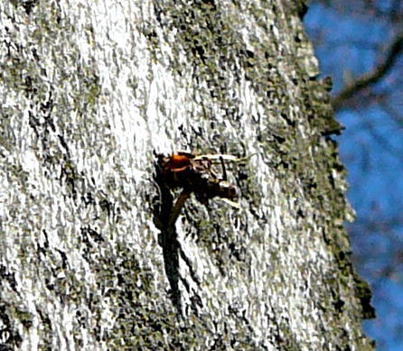 Birken-Sacktrger - Proutia betulina 