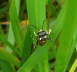 Blattwespe - Macrophya duodecimpunctata