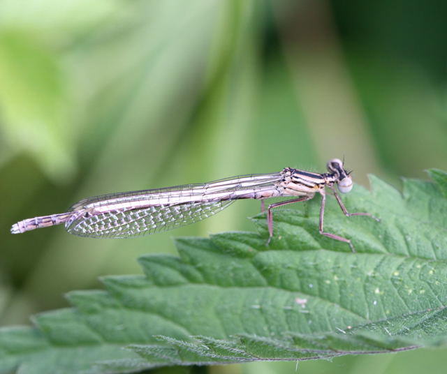 Blaue Federlibelle (Platycnemis pennipes)-LorscherSeee-01