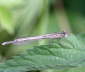 Blaue Federlibelle (Platycnemis pennipes)-LorscherSeee-01