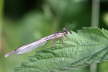 Blaue Federlibelle - Platycnemis pennipes