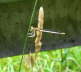 Blaue Federlibelle, Weibchen - Platycnemis pennipes 