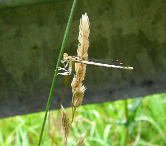 Blaue Federlibelle, Weibchen - Platycnemis pennipes 