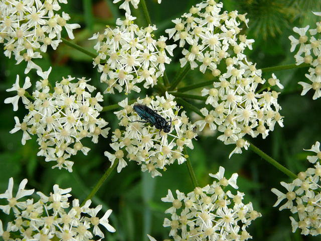 Blauschwarze Blattwespe - Arge gracilicornis