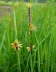 Behaarte Segge - Carex hirta