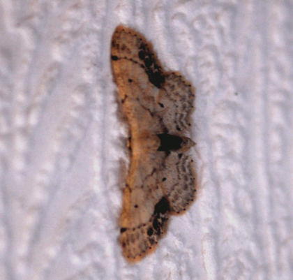 Braungewinkelter Zwergspanner - Idaea dimidiata