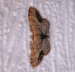 Braungewinkelter Zwergspanner - Idaea dimidiata