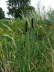 Breitblttriger Rohrkolben (Typha latifolia) 
