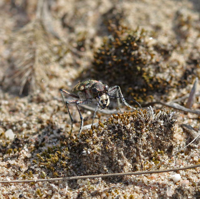 Dünen-Sandläuferkäfer- Cicindela hybrida
