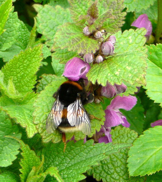 Dunkle Erdhummel - Bombus terrestris agg