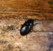 Dsterkfer - Nalassus laevioctostriatus 