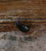 Dsterkfer - Nalassus laevioctostriatus 