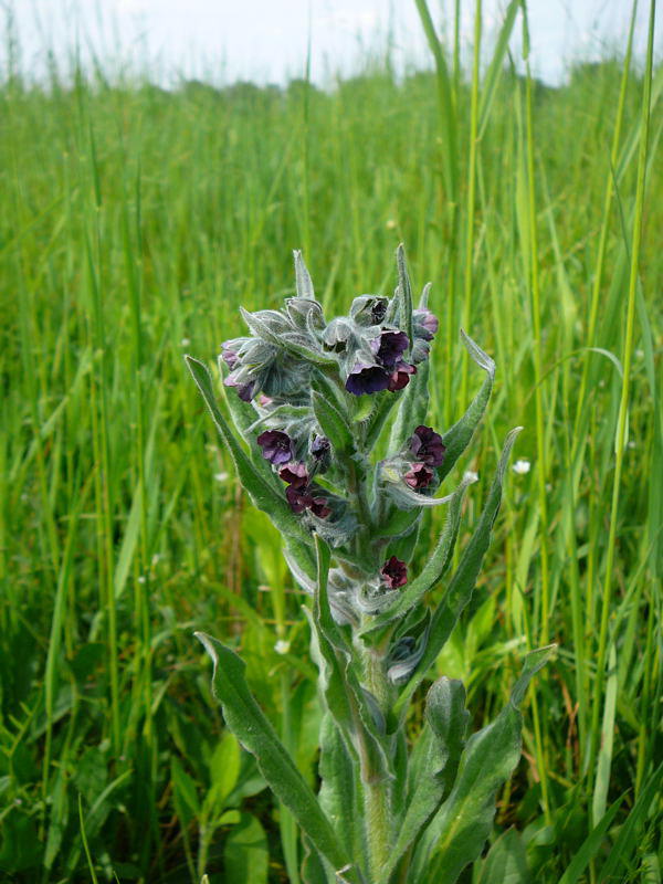 Echte Hundszunge - Cynoglossum officinale