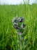 Echte Hundszunge - Cynoglossum officinale