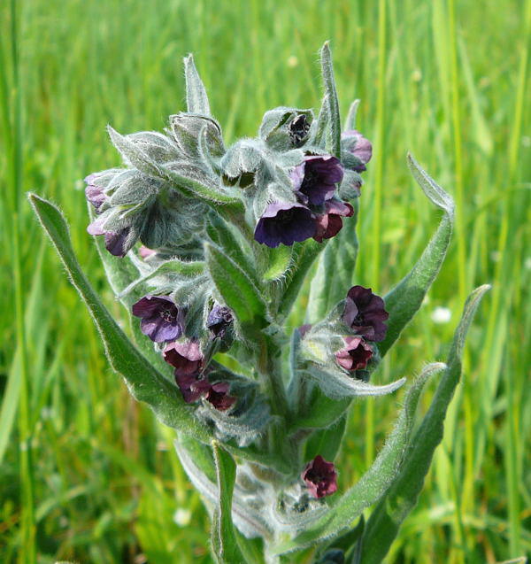 Echte Hundszunge - Cynoglossum officinale