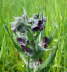 Echte Hundszunge - Cynoglossum officinale