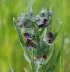 Echte Hundszunge - Cynoglossum officinale 