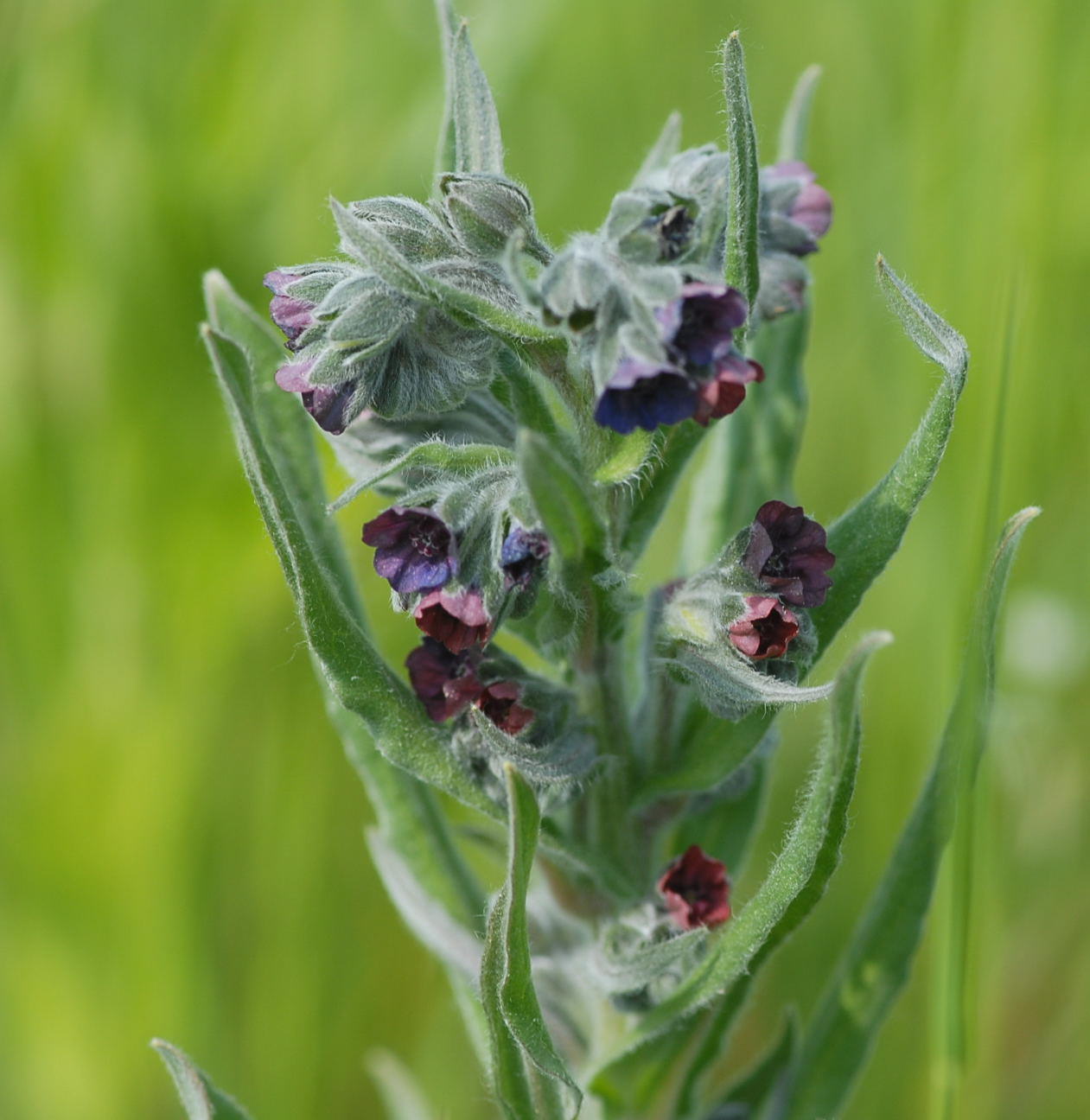 Echte Hundszunge - Cynoglossum officinale 