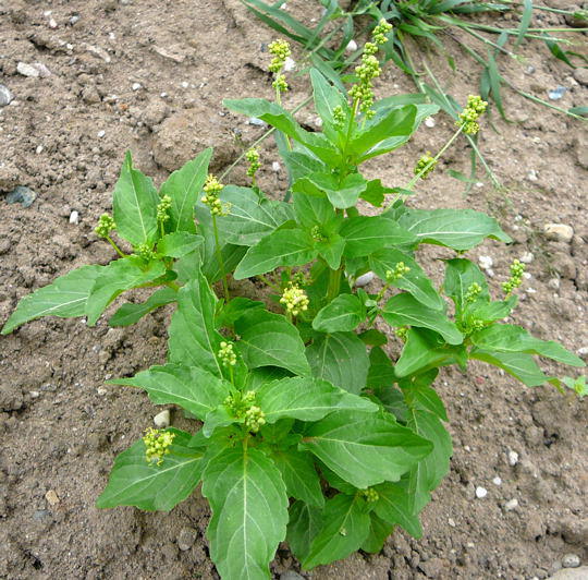 Einjähriges Bingelkraut - Mercurialis annua