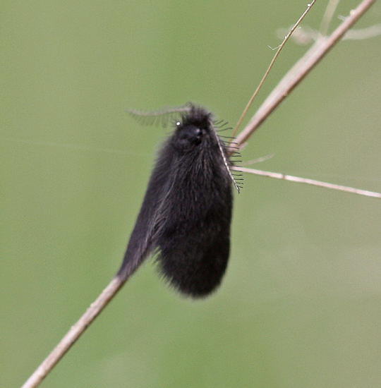 Wiesen-Sacktrger - Epichnopteryx plumella