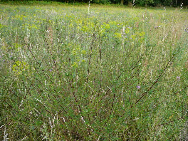 Feld-Beifuß - Artemisia campestris