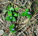 Feld-Ehrenpreis - Veronica arvensis
