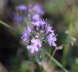 Frhblhender Thymian - Thymus praecox