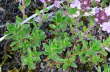 Frhblhender Thymian - Thymus praecox